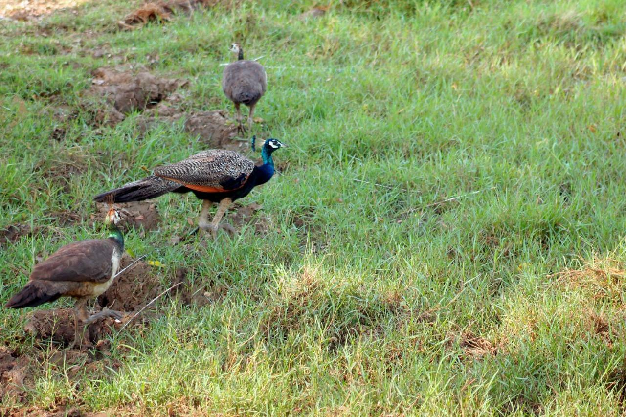 Wasgamu Safari Lodge Wasgamuwa Екстер'єр фото
