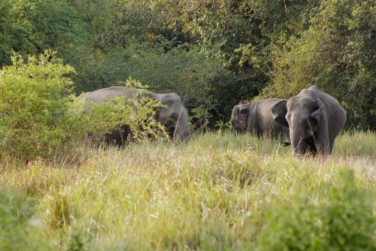 Wasgamu Safari Lodge Wasgamuwa Екстер'єр фото