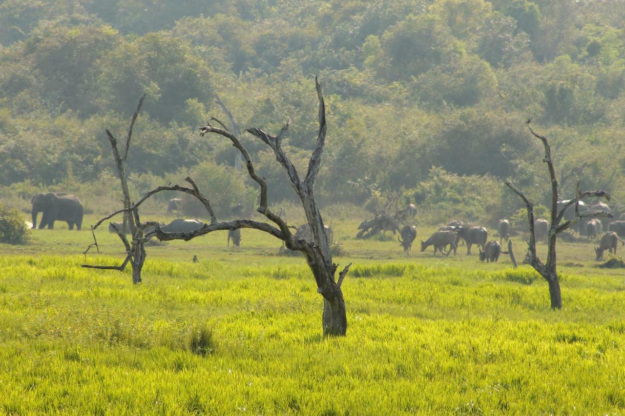 Wasgamu Safari Lodge Wasgamuwa Екстер'єр фото
