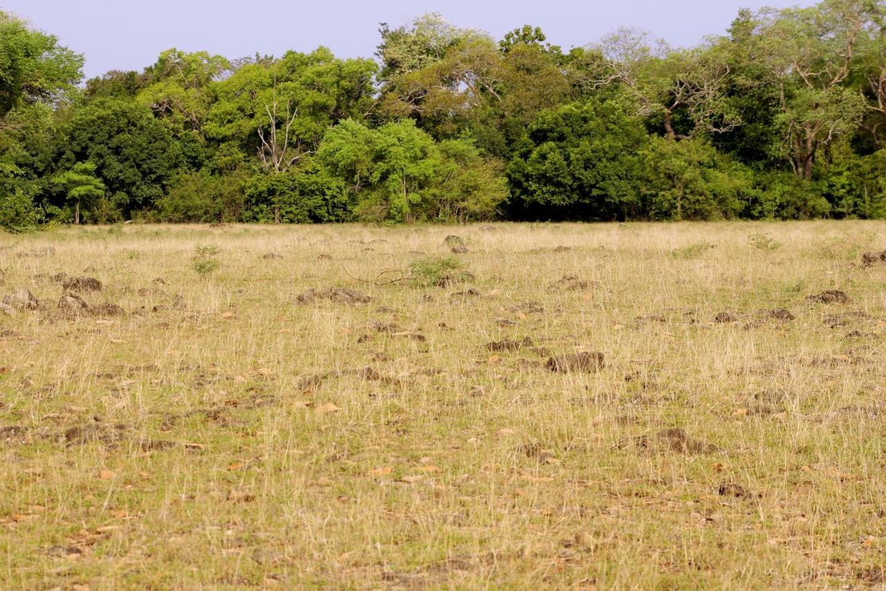 Wasgamu Safari Lodge Wasgamuwa Екстер'єр фото