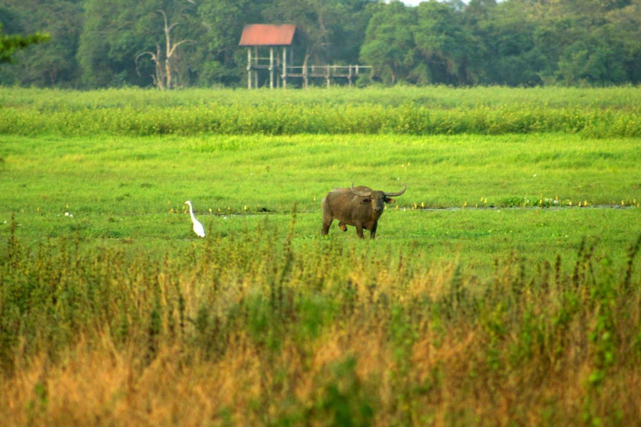 Wasgamu Safari Lodge Wasgamuwa Екстер'єр фото