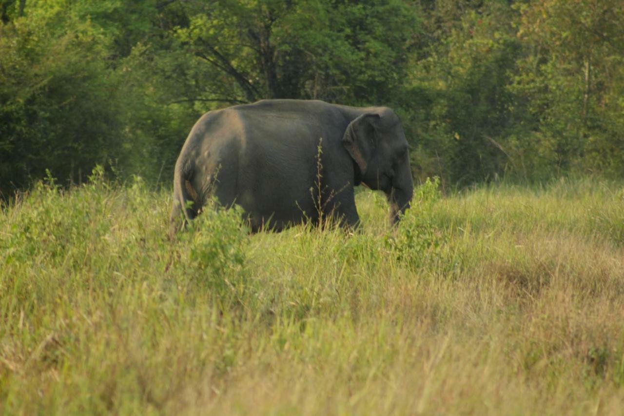 Wasgamu Safari Lodge Wasgamuwa Екстер'єр фото