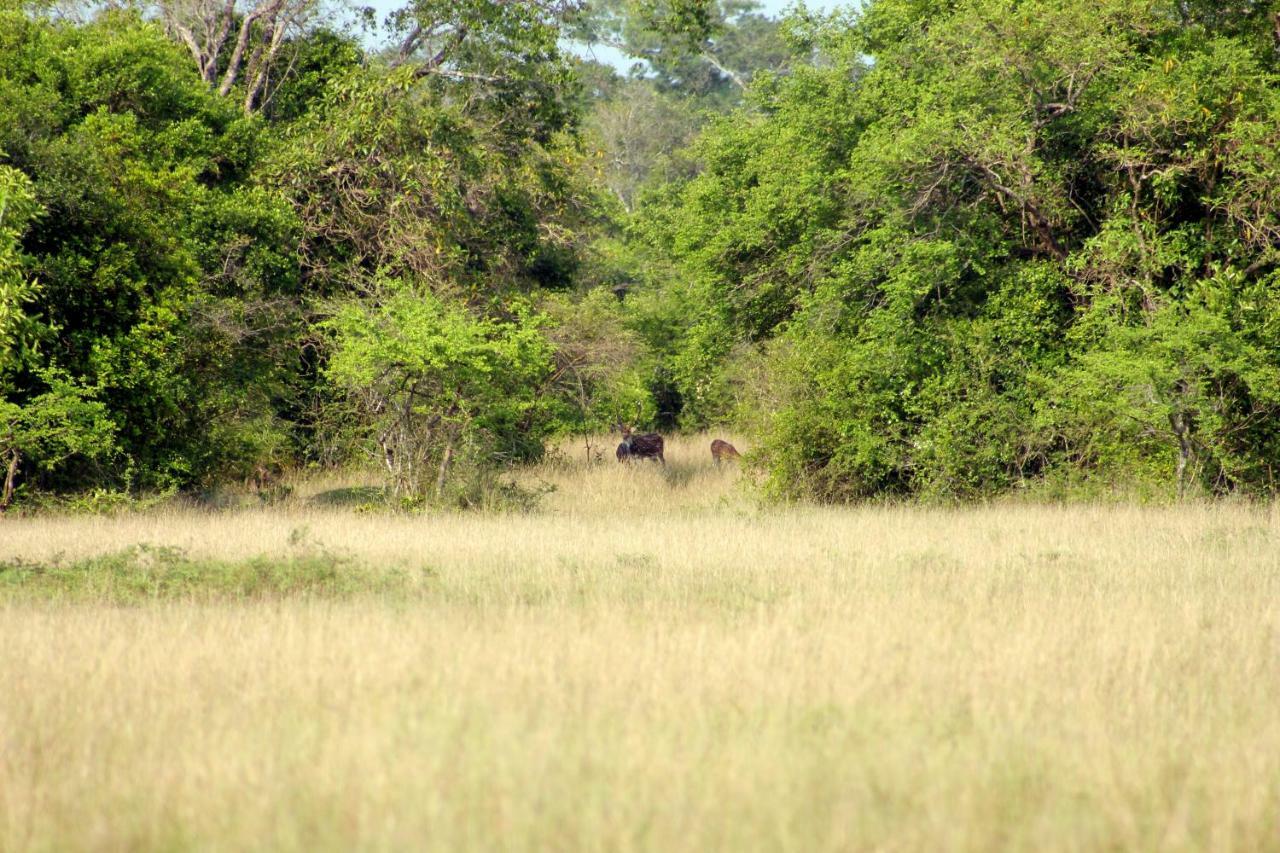 Wasgamu Safari Lodge Wasgamuwa Екстер'єр фото